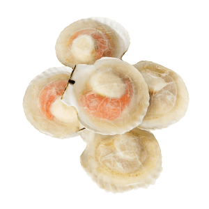 หอยเชลล์แห้ง