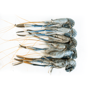 River prawn Size 4