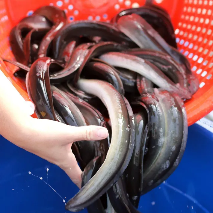 Eels Size 2