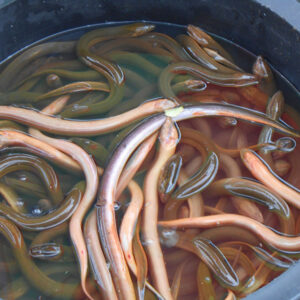 Eels Size 4