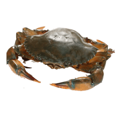 Male Crab Size 2