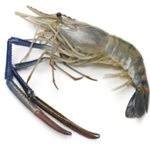 River prawn Size 1