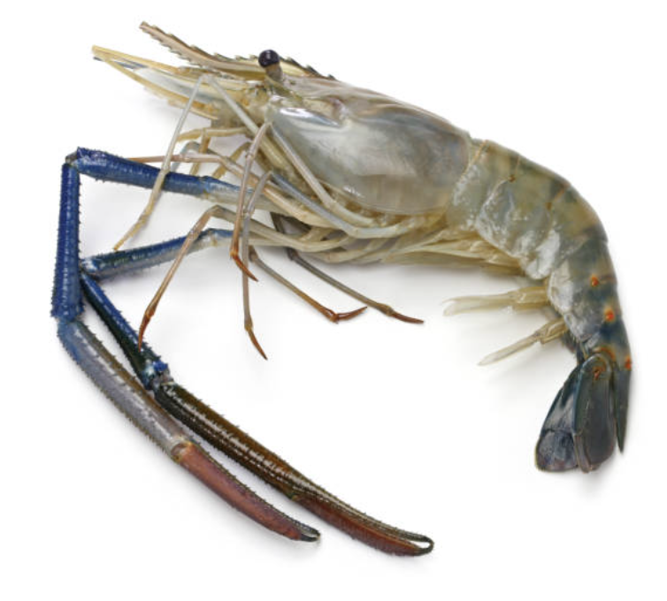 River prawn Size 1