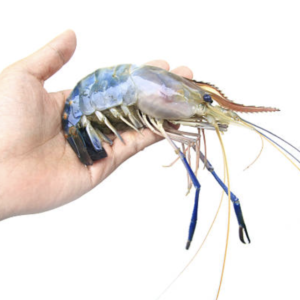 River prawn Size 3
