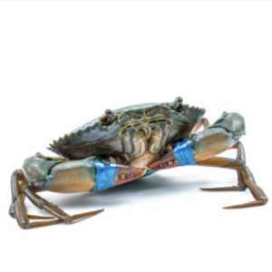 Female Crab Size 4