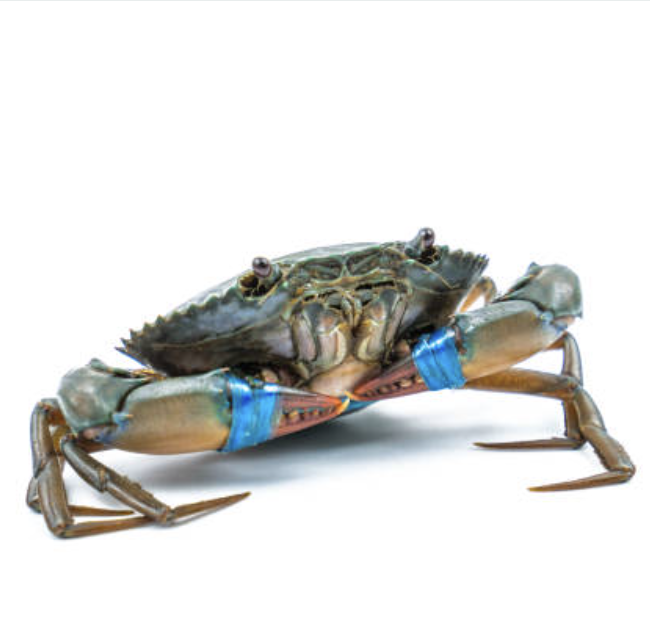Female Crab Size 4