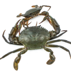 Female Crab Size 3
