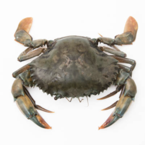 Male Crab Size 3