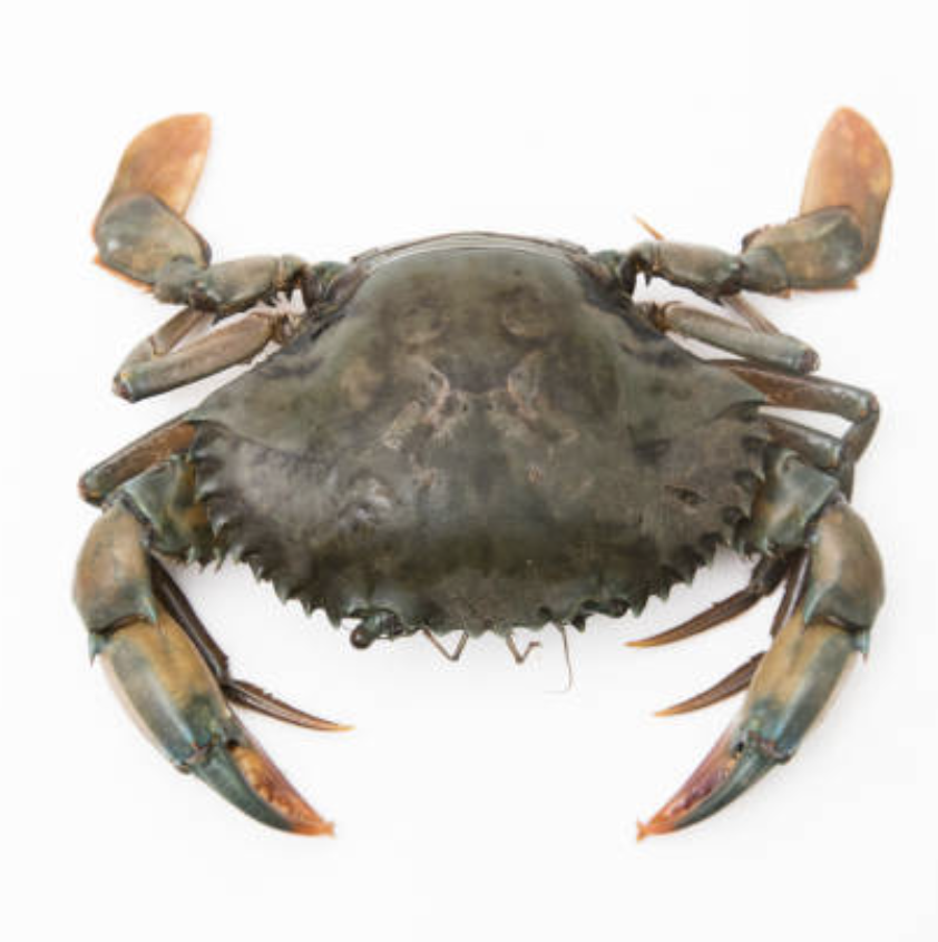 Male Crab Size 3