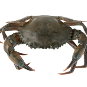 Male Crab Size 4