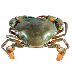 Male Crab Size 5