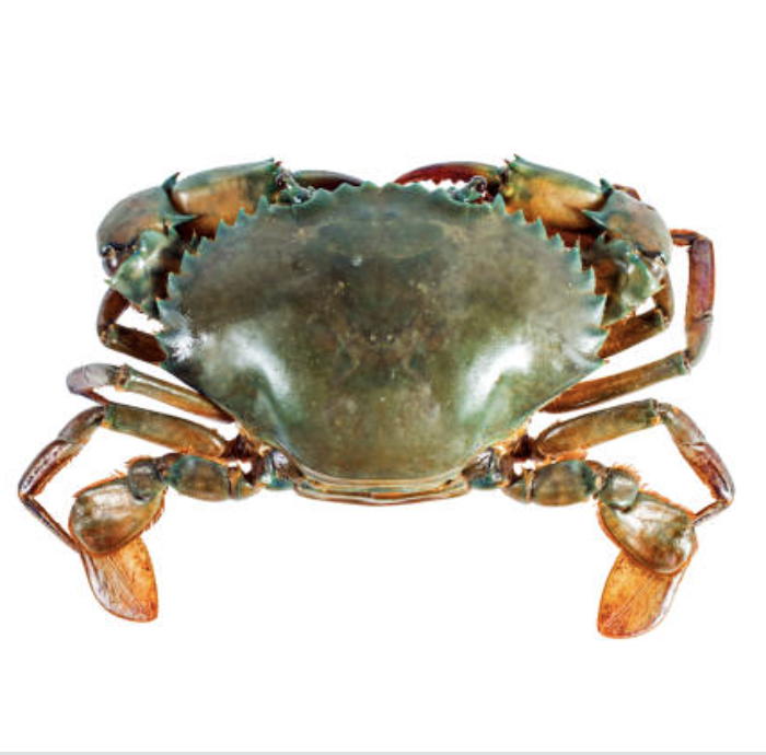 Female Crab Size 2